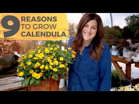 9 Reasons You Should Grow Calendula! 🌼😍// Garden Answer