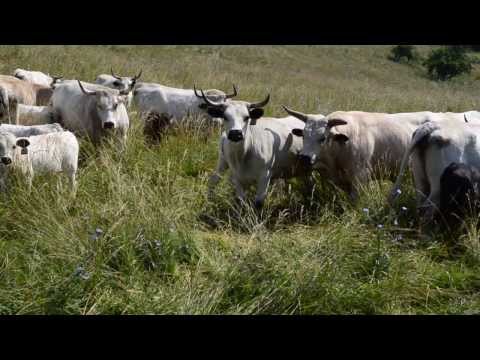 Ancient White Park Cattle Video