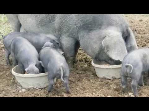 Large Black Pigs | Heritage Pork Of Distinction