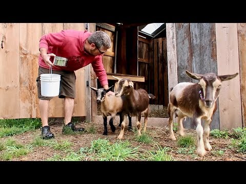 It&#039;s time to Wean our baby Goats (Nigerian Dwarf Goats)