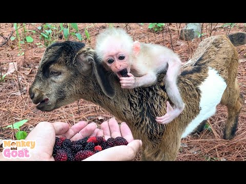 Monkey sulked when goat eat its food