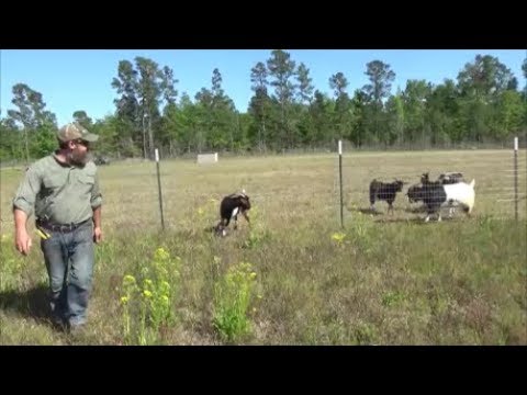 building a goat fence