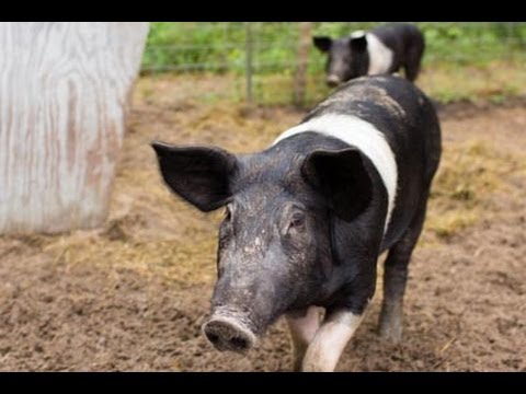 Raising Hampshire Pigs For Meat — Before &amp; After