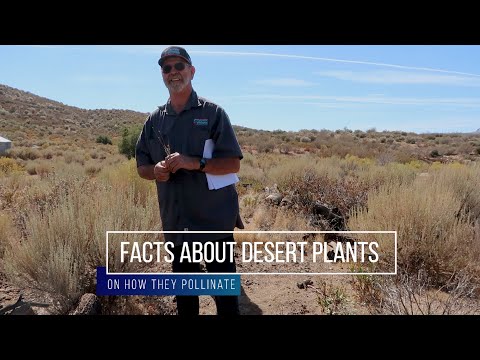 Facts about the Desert and Rabbit Brush (Chrysothamnus Nauseosus)