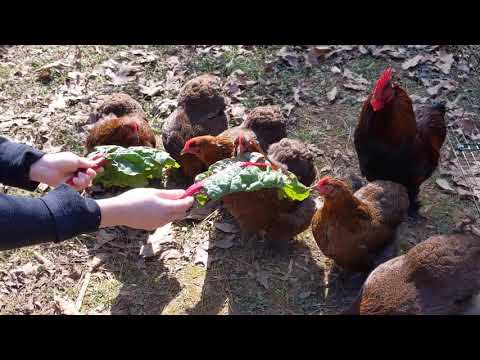 Can Chickens Eat Swiss Chard?