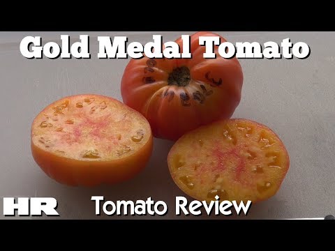 ⟹ GOLD MEDAL | Solanum lycopersicum | Tomato Review
