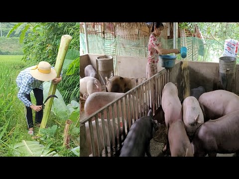 Chop bananas for pigs to eat. Commercial pig care. (Episode 35).