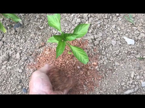 keeping “weeds” DOWN in the garden with sawdust mulch