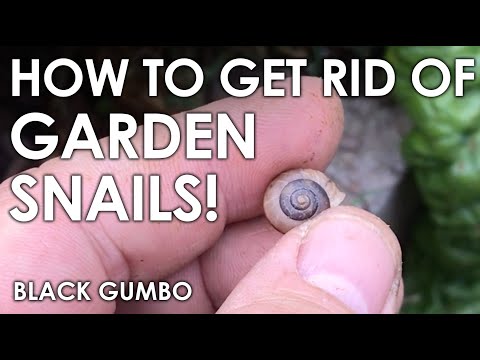 How we Eliminate Snails in the Garden || Black Gumbo