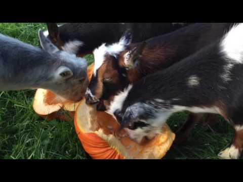Serenity Farm Animals: The Goats Eating Pumpkin!