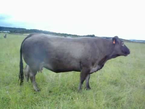 A Bazadaise cow