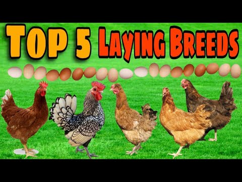 Top 5 *BEST* Egg laying Chicken Breeds!