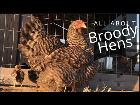 Everything You Need To Know About Broody Hens