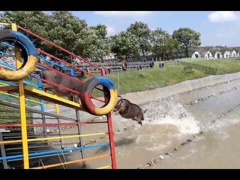 Piglets do Running, Jump starting, Swimming in a Shanghai Farm