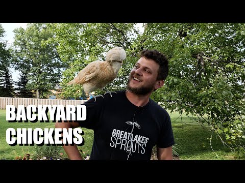 Easy Starting Guide To Having Backyard Chickens: 101 (Polish Breed)