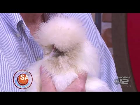 Chicken as a pet!? Find out how to bring this Silkie Chick home