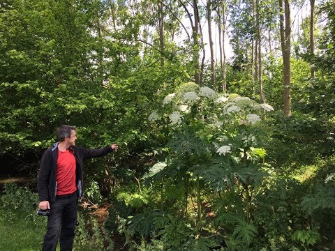 Giant Hogweed, Heracleum mantegazzianum. Highly dangerous plant