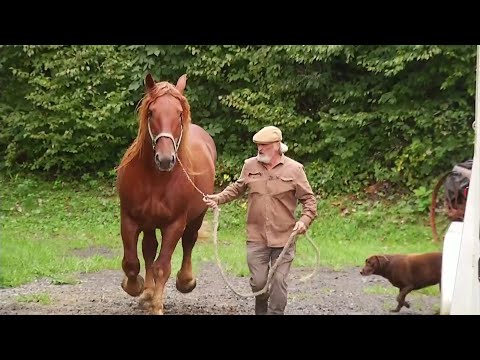 Rare Suffolk Punch draft horses to demonstrate skills in Dublin