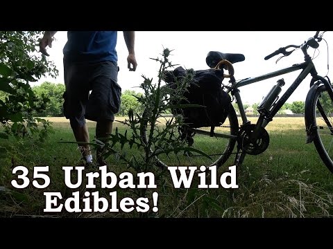 Urban Foraging For &#039;Wild&#039; Edibles - 35 North American Species