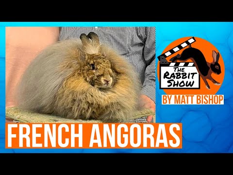 French Angora Rabbit Breed, by Matt Bishop, ARBA Judge and Breeder