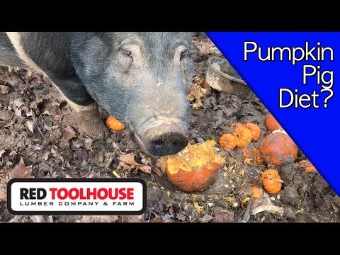 Why you should feed your pigs pumpkins
