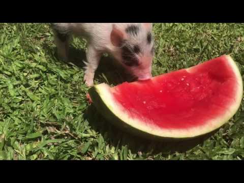 Piglet eating watermelon
