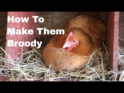 How to Make Hens Broody