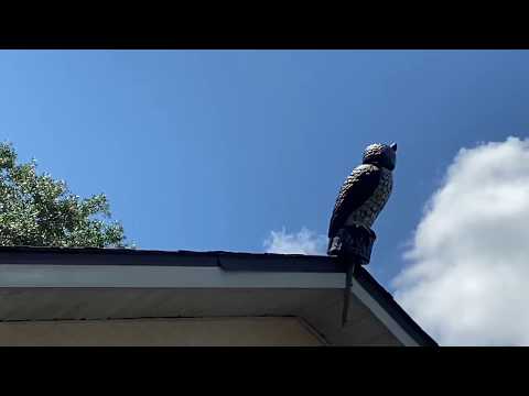 Angry hawk attacks my decoy owl