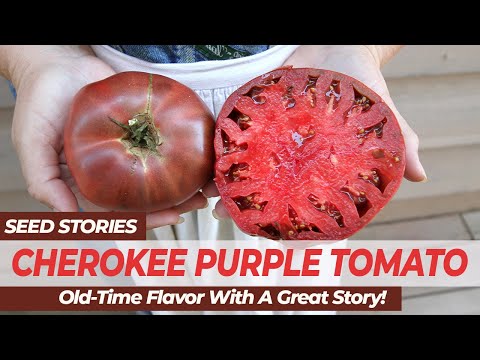 SEED STORIES | Cherokee Purple Tomato: Old-Time Flavor With A Great Story!