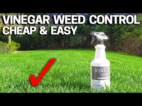 Vinegar Weed Killer - Works in 24 Hours