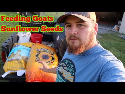 Supplementing Our Goats Feed with Sunflower Seeds