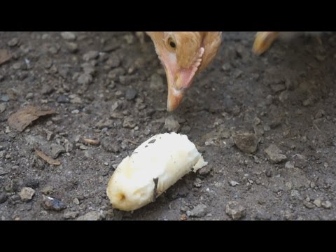 Chickens Eating a Banana for the First Time