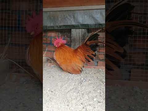 Black Tailed Buff Bantam Chicken #bantamchicken #chickenlover #chickenbreed #rooster #hen #chicken