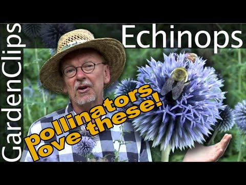 Echinops ritro - Globe Thistle - Growing Echinops - pollinator party