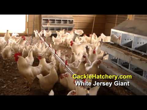 White Jersey Giant Chicken Breed (Breeder Flock) | Cackle Hatchery