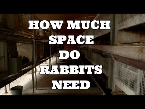 HOW MUCH SPACE DO RABBITS NEED? CU FT not SQ FT! WHAT CAUSES CONJUNCTIVTIS?
