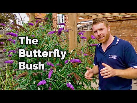 Buddleia - The Butterfly Bush and Why You Should Plant One in Your Garden