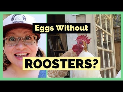Can Hens Lay Eggs Without a Rooster?