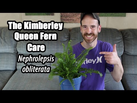 The Kimberley Queen Fern Care &amp; Info