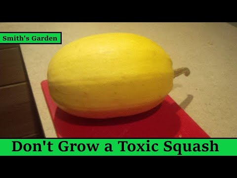 Don&#039;t grow a bitter toxic squash, it can be deadly! - Poisonous Squash/cucurbits is a real thing.