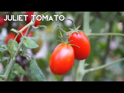 The First Time Gardener&#039;s Tomato - Juliet Tomato