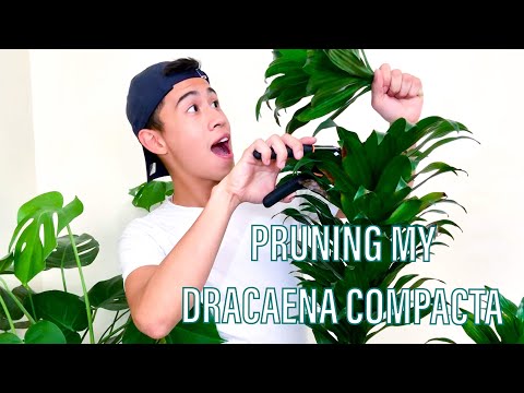 4 STEP HOW TO: Prune and Propagate a Dracaena Compacta Plant (Janet Craig Plant)