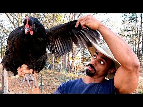 HOW TO CLIP CHICKENS WINGS &amp; WHY YOU SHOULD DO IT! // Big Pond Farm // The Fit Farmer
