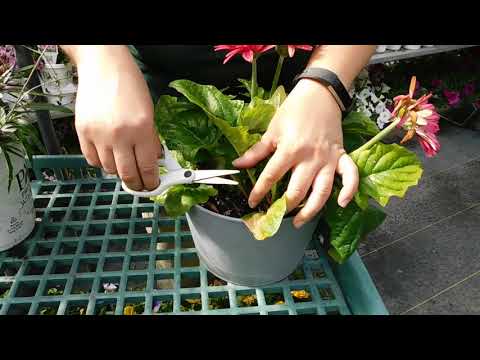 Caring for your Gerbera Daisy