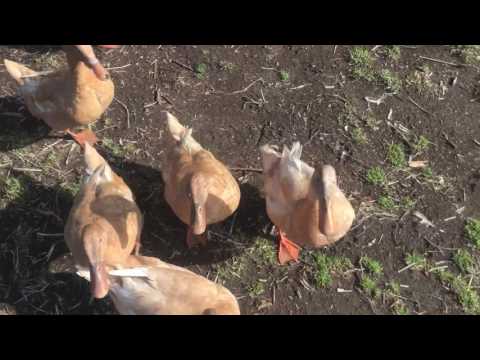 Buff Orpington Ducks Demanding Food
