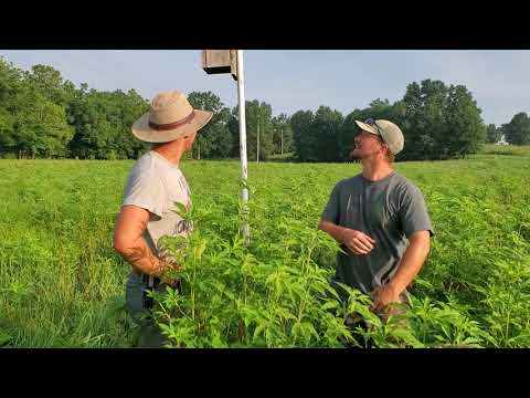 We love giant ragweed for quality livestock forage!