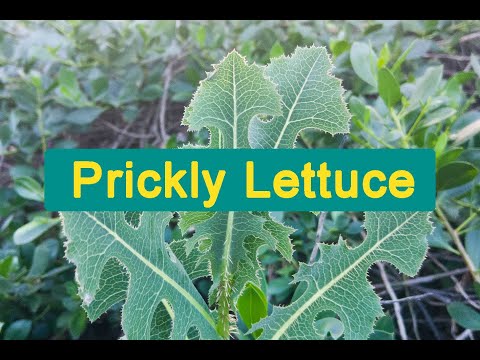 Prickly Lettuce, Identification &amp; Uses
