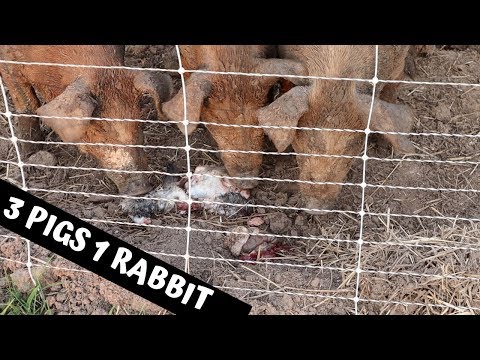 Life On A Farm - The Scary Truth About What Pigs Will Really Eat!