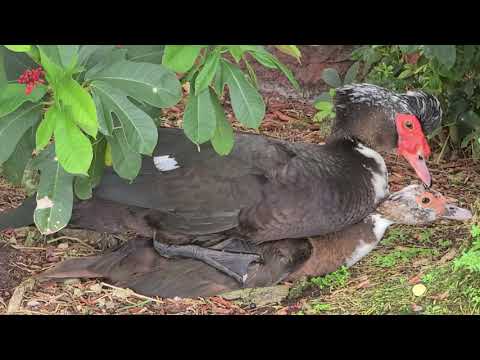 Muscovy ducks mating
