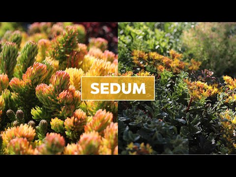 Hardy Sedum (Stonecrop) Succulents 101 - Care Tips &amp; Unique Traits